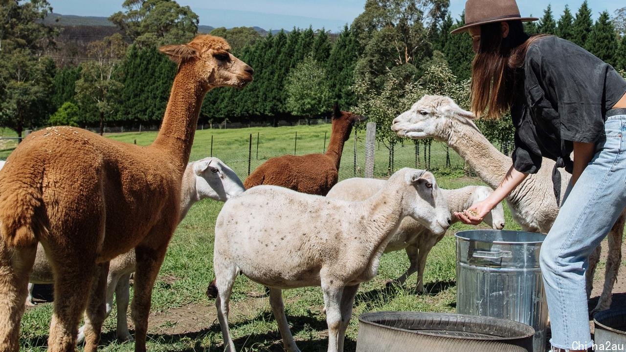 A woman meeting the resident alpacas at the Bilpin Cider farm in Bilpin.