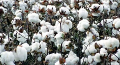 澳洲棉花，又一个离不开中国的行业