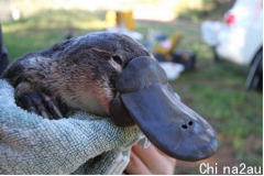 山火干旱破坏栖息地 澳洲鸭嘴兽数量减少