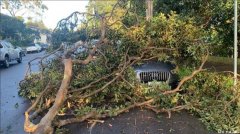 昨晚悉尼突降暴雨 大树倒塌砸坏车辆