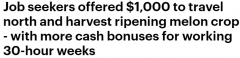 澳政府下血本！去摘西瓜就发$1000，摘草莓有机会