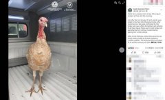 澳洲火鸡占地威吓挡人去路 当场「被捕」送上警