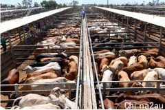 澳洲肉牛存栏量屠宰率下降 在发展十字路口需认