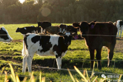 全澳最大奶牛场Van Dairy集团的中国老板将接受塔