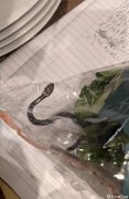 在悉尼Aldi生菜里发现的蛇回到了昆州家乡