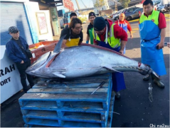 新州渔民捕获271公斤金枪鱼！已出售给悉尼鱼市