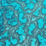 难以置信！全球1/3的珊瑚和5000种生物都生活在这