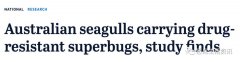 大意了！澳洲最可怕的超级细菌来自海鸥！每5只