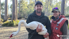 悲哀！澳洲发现地球唯一一只白羽黑天鹅，居然