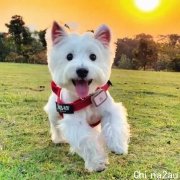 Million Paws Walk 惊喜回归！记录毛孩子们的可爱瞬