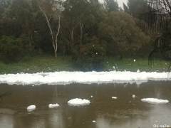 一觉醒来，澳洲河面上漂浮堆叠层层雪花，走近