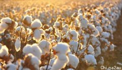 干旱导致澳洲农作物减产 棉花产量创37年新低