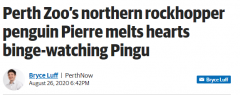闻所未闻！澳洲一只生病的企鹅突然沉迷于看电