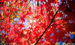 最全盘点！珀斯秋天最美的“枫景”都在这里了