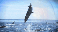 又是一年维港观鲸季！跃出海面，乘风破浪！带