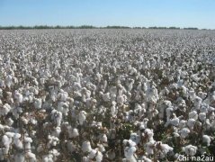 澳大利亚棉花喜提大丰收，棉农却愁了：没了中
