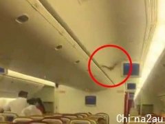 【视频】印度航班飞到一半，客舱内惊现蝙蝠乱