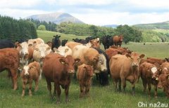 持续干旱引发澳洲肉牛短缺 牛价飙涨出口量下挫