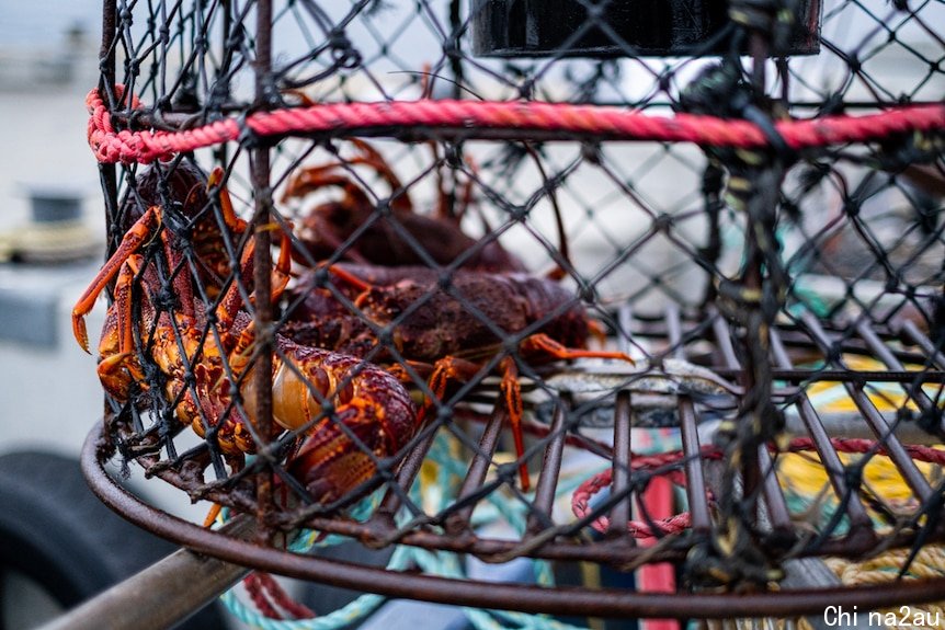 A lobster pot with a large crustacean in it.