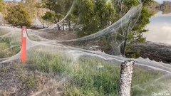 大雨过后维州Gippsland出现了巨型蛛网