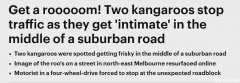 火爆全网！澳洲两只袋鼠当街啪啪，干柴烈火！