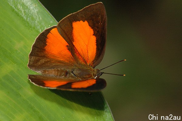 copper-butterfly-3aw.jpg,0