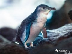 为了拯救袋獾却导致蓝企鹅在岛上灭绝，澳洲人