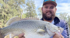 最近澳洲钓鱼爱好者反映钓到的鳕鱼个个异常肥