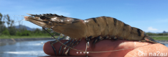Seafarms发起1亿澳元筹资计划 打造世界最大黑虎虾
