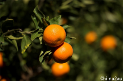 果蔬巨头Costa拟2亿澳元收购澳北最大柑橘种植商