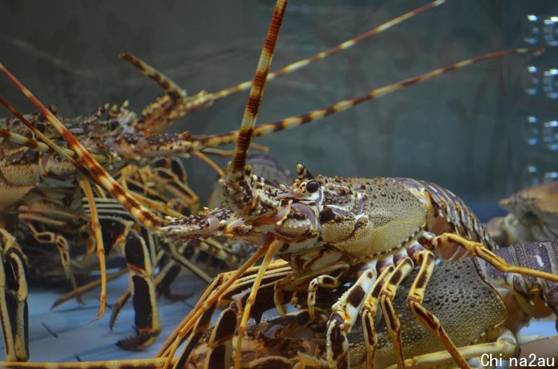 澳洲龙虾在中国受欢迎，不少商家因此绕道香港，将澳洲龙虾过水再进口至中国市场。 图为龙虾示意图。 (Pexels)