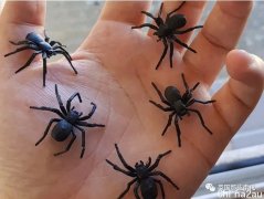 澳洲妹子把毒蜘蛛散养在家当宠物！搬家也带着