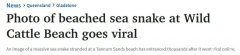 昆州巨型海蛇搁浅海滩，引大量网友围观热议