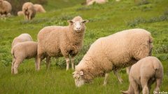 中国对澳洲羊毛的需求让农民赚大钱
