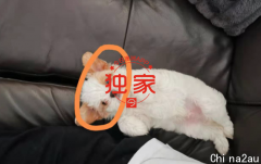 悉尼华男重金买“纯种狗”，实锤“串4犬”！卖