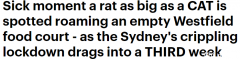 悉尼Westfield美食区惊现老鼠，足有小猫那么大！