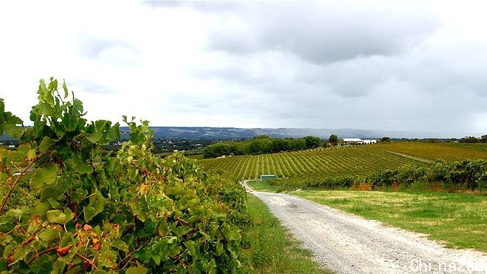 Grape vines and a dirt road