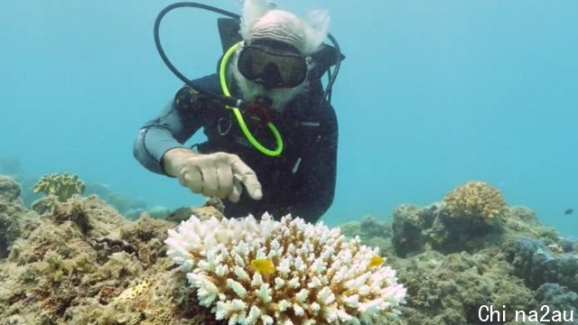 A reef researcher inspects some bleached coral