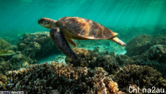 澳洲大堡礁名列世界遗产40年后面临的“降级”危