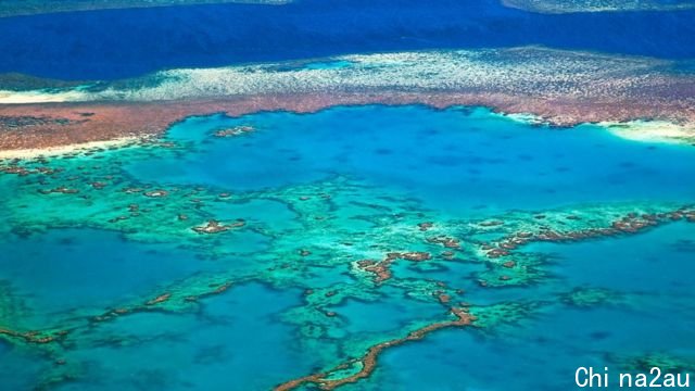 An overhead view of coral on the Great Barrier Reef