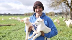 维州农场把新出生的羔羊命名为阿斯和利康