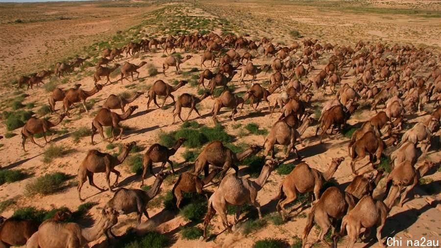 泛滥成灾！澳大利亚一农民3小时枪杀113头骆驼，骆驼做错了什么？