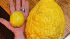 澳洲园丁种出5.2斤“巨型柠檬”！有成年男人手