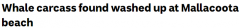 维州海滩惊现死鲸，引外出运动者注目，当局发