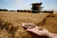 中国增加澳洲小麦进口应对全球产出不足（图）