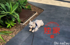 遛狗无端遇袭，幼犬当街被踹！Mascot华女发帖征