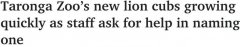 太萌啦！18年来首批小狮崽出生，悉尼动物园向公