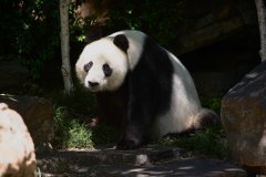 阿德动物园的大熊猫未能交配成功