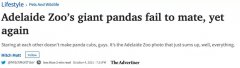 澳动物园大熊猫第七次交配失败！网友：他俩可