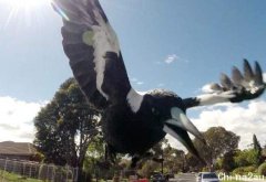 澳洲“恐怖之鸟”攻击人事件高达3700起，不少民